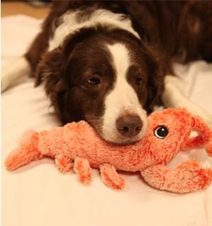 The Original Lobster-Lunge Interactive Toy
