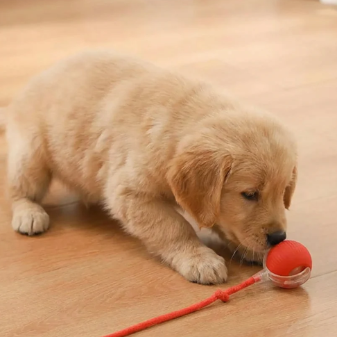 Tailsy Active Rolling Ball with Tail for Dogs